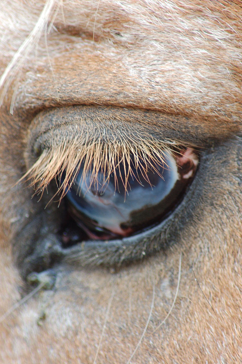 Looking into a horses eye