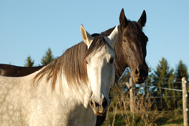 Equine Therapy Certification Program