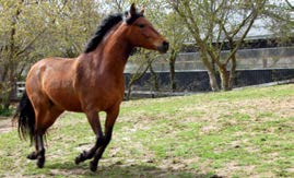 Dancer's Wisdom as a Horse Teacher - Horse Spirit Connections