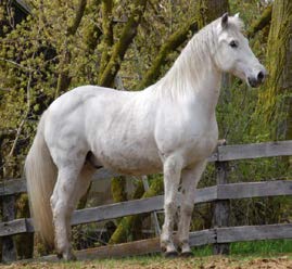 Contendor's Wisdom as a Horse Teacher - Horse Spirit Connections